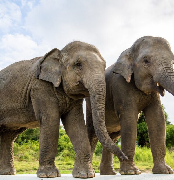 I love elephant - Elephant feeding and Giant Bathing