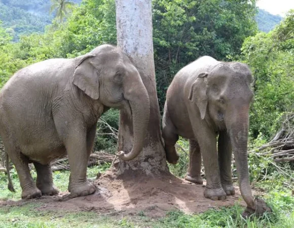 Samui Elephant Jungle Sanctuary