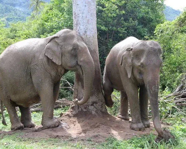 Samui Elephant Jungle Sanctuary