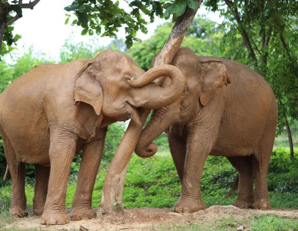Elephant Jungle Sanctuary Koh Samui