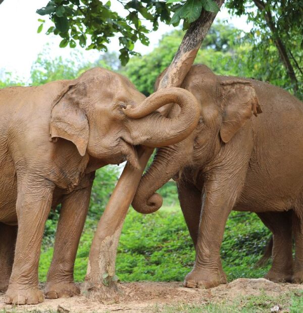 Elephant Jungle Sanctuary Koh Samui