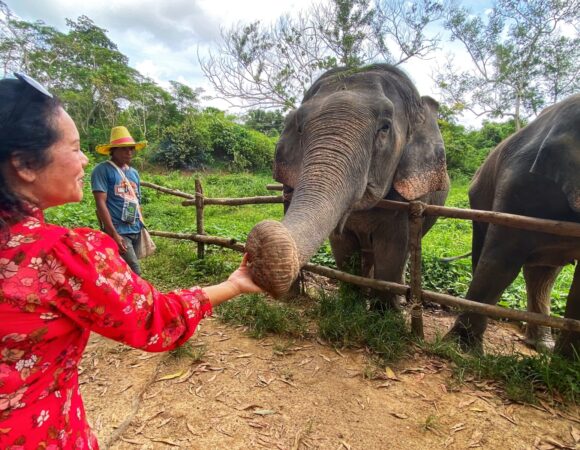 The Elephant Nursery Ethical Sanctuary with Thai cooking class