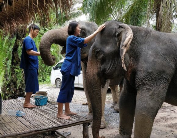 Elephants Encounter (Cook ,Feed and Bathe) : Morning Round