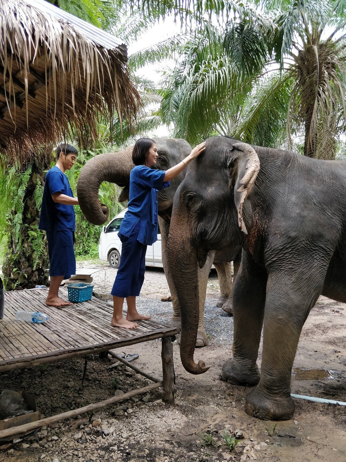 Elephants Encounter (Cook ,Feed and Bathe) : Morning Round