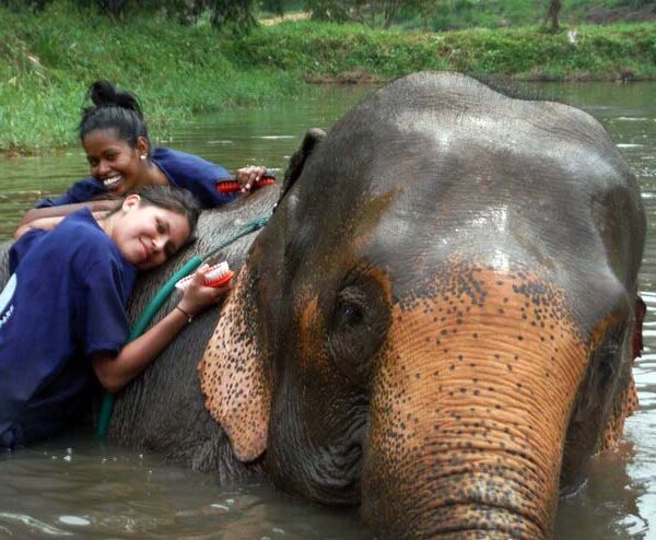 Elephants Encounter (Cook ,Feed and Bathe) : Afternoon