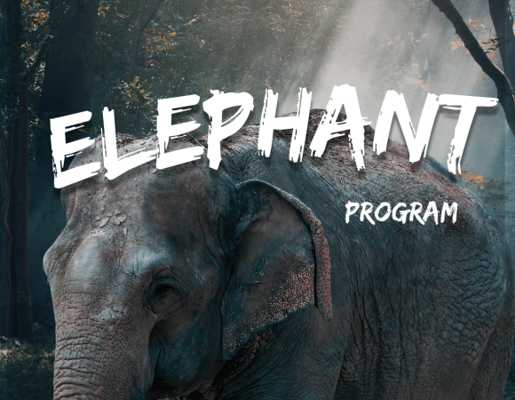 Feeding Gentle Elephant  With Visiting Sky Viewpoint Program