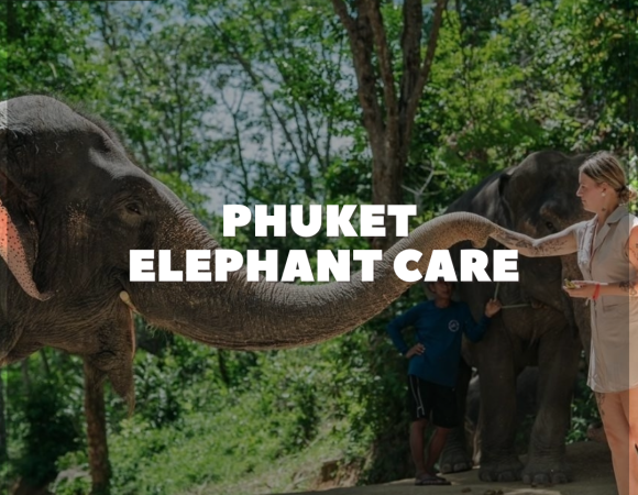 Have Fun With Phuket Elephant Care