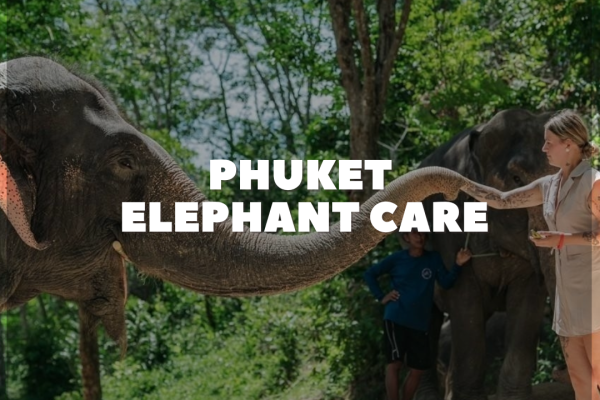 Have Fun With Phuket Elephant Care