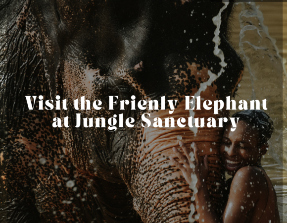 Visit the Frienly Elephant at Jungle Sanctuary